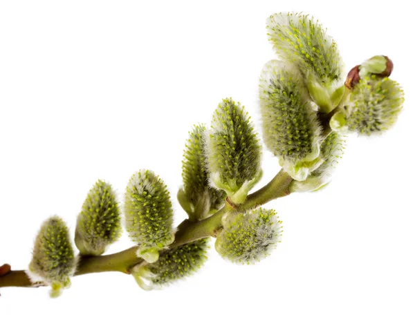 Pussy willow branch — Stockfoto