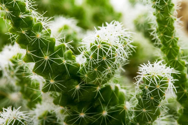 Cactus with white thorns — Stock Photo, Image