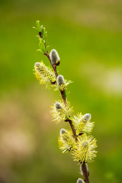 Chatte branche de saule sur fond vert — Photo