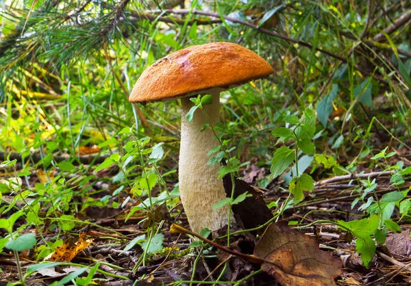Orange-cup boletus mushroom in the forest — Stock Image Orange-cup boletus mushroom in the forest Stock Photo
