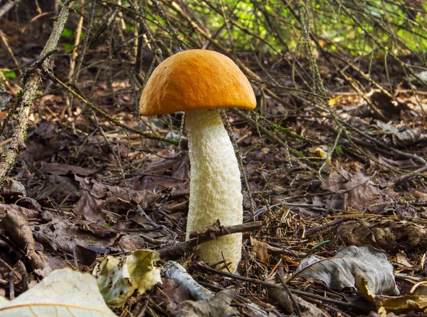 Orange-cup boletus mushroom in the forest — Stock Image Orange-cup boletus mushroom in the forest Stock Photo