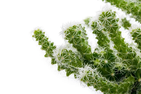 Cactus con spine bianche Immagine Stock