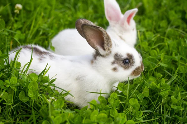 Twee witte konijnen zitten in gras — Stockfoto