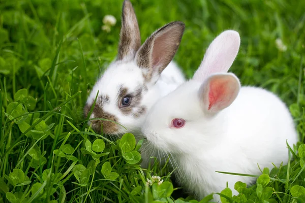 Deux lapins blancs assis dans l'herbe — Photo