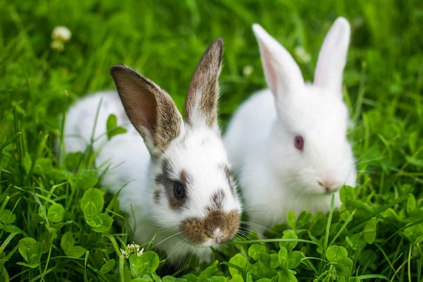 Twee witte konijnen zitten in gras Stockfoto