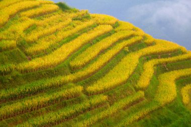 Longsheng Rice Terasları (Dragon 's Backbone) Çin' in Guilin şehrinden yaklaşık 100 km (62 mi) uzaklıkta, Longsheng County 'de bulunmaktadır.