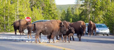 Bizon Yellowstone Ulusal Parkı, Wyoming, ABD