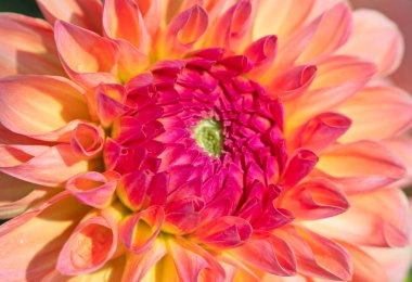 Sabah çiğ damlaları ile renkli yıldız çiçeği