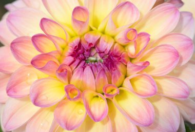 Sabah çiğ damlaları ile renkli yıldız çiçeği