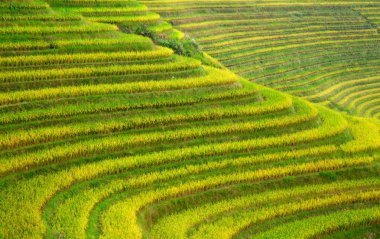 Longsheng Rice Terasları (Dragon 's Backbone) Çin' in Guilin şehrinden yaklaşık 100 km (62 mi) uzaklıkta, Longsheng County 'de bulunmaktadır.