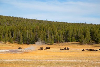 Bizon Yellowstone Ulusal Parkı, Wyoming, ABD