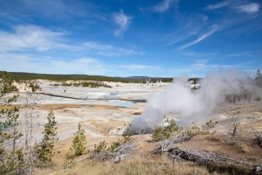 Norris gayzer havzası Yellowstone Ulusal Parkı, ABD