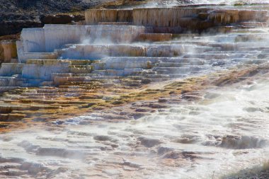 Yellowstone Ulusal Parkı 'ndaki Mamut Kaplıcaları, Wyoming, ABD