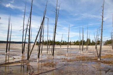 Yellowstone Ulusal Parkı 'ndaki düşük gayzer havzası, ABD