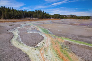 Norris gayzer havzası Yellowstone Ulusal Parkı, ABD
