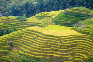 Longsheng Rice Terasları (Dragon 's Backbone) Çin' in Guilin şehrinden yaklaşık 100 km (62 mi) uzaklıkta, Longsheng County 'de bulunmaktadır.