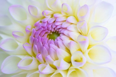 Sabah çiğ damlaları ile renkli yıldız çiçeği