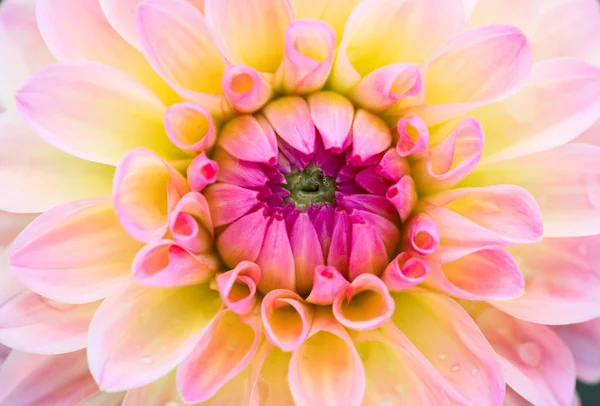 Fleurs Dahlia Colorées Avec Gouttes Rosée Matin — Photo