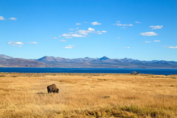 Bison in the Yellowstone national park, Wyoming, USA