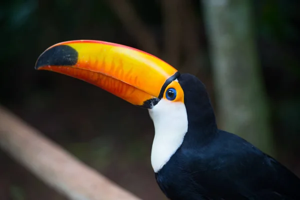 Tucano Colorido Natureza — Fotografia de Stock