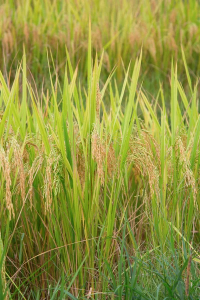 Las Terrazas Arroz Longsheng Dragon Backbone También Conocidas Como Terrazas —  Fotos de Stock