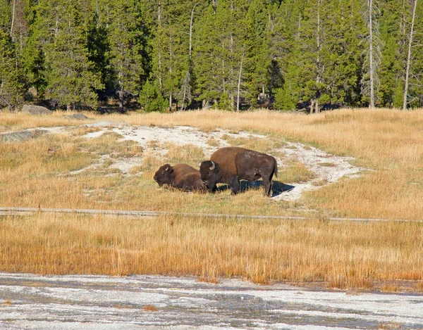 Bison Yellowstone National Park Wyoming Usa — Stock Photo, Image