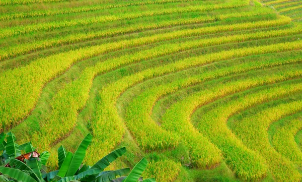 Longsheng Rice Terraces Dragon Backbone Also Known Longji Rice Terraces — Stock Photo, Image