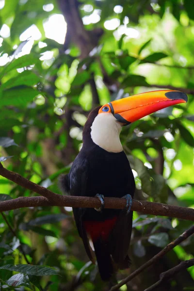 Színes Tucan Vadonban — Stock Fotó