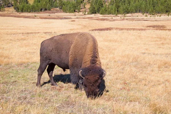 Bison Yellowstone National Park Wyoming Usa — Stock Photo, Image