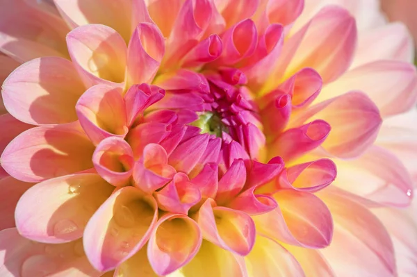 Colorida Flor Dalia Con Gotas Rocío Matutino — Foto de Stock