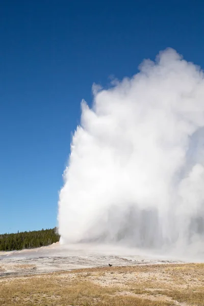 Eruzione Geyser Nel Parco Nazionale Yellowstone Usa — Foto Stock