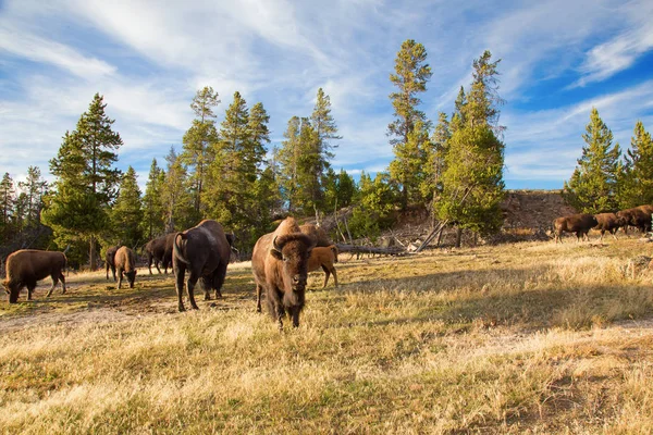 Bison Yellowstone Nationalpark Wyoming Usa — Stockfoto