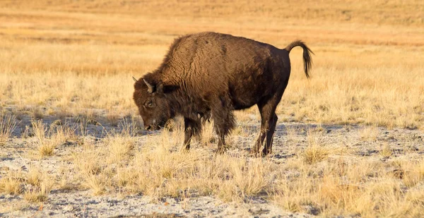 Bison Yellowstone National Park Wyoming Usa — Stock Photo, Image