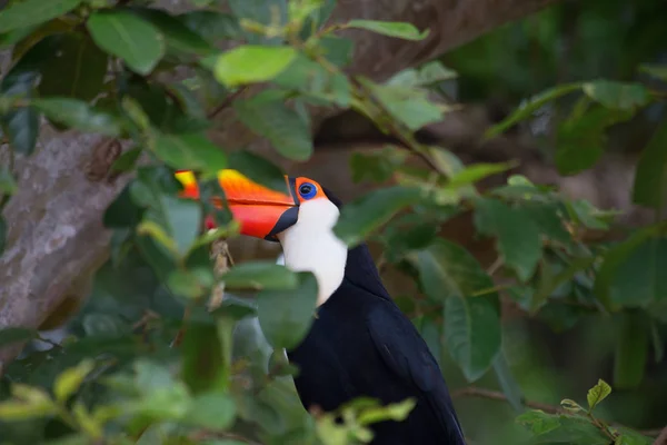 Színes Tucan Vadonban — Stock Fotó