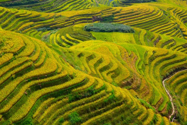 Longsheng Rice Terraces Dragon Backbone Also Known Longji Rice Terraces — Stock Photo, Image