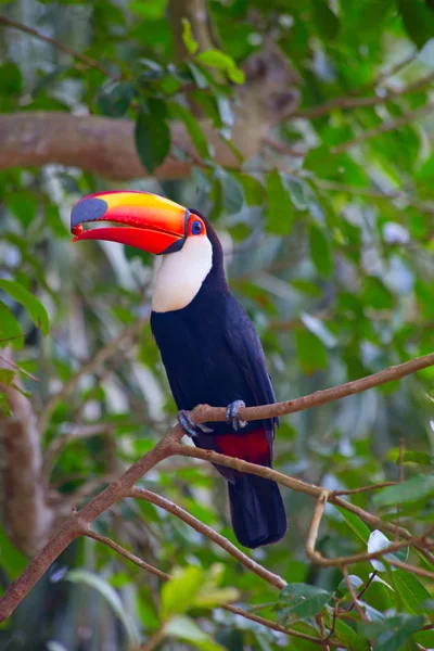 Színes Tucan Vadonban — Stock Fotó