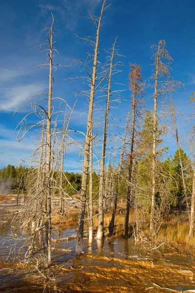 Dolní Gejzír Yellowstonském Národním Parku Usa — Stock fotografie