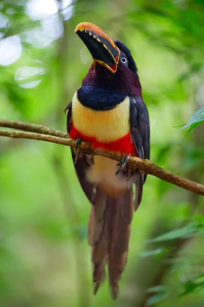 Színes Tucan Vadonban — Stock Fotó