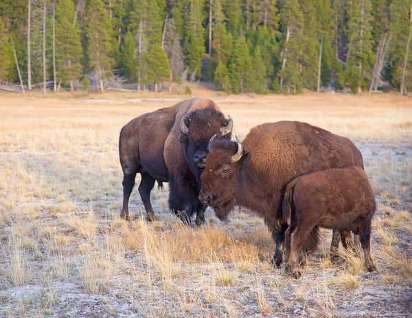 Bison Nel Parco Nazionale Yellowstone Wyoming Stati Uniti — Foto Stock