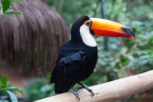 Tucano Colorido Natureza — Fotografia de Stock