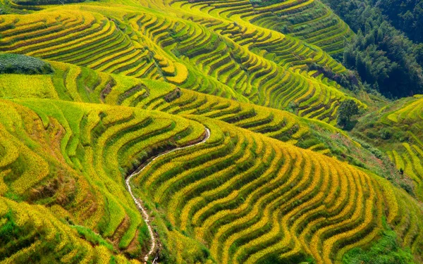 Longsheng Rice Terraces Dragon Backbone Ook Bekend Als Longji Rice — Stockfoto
