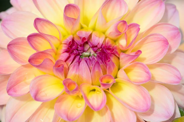 Barevný Dahlia Květ Ranní Kapky Rosy — Stock fotografie