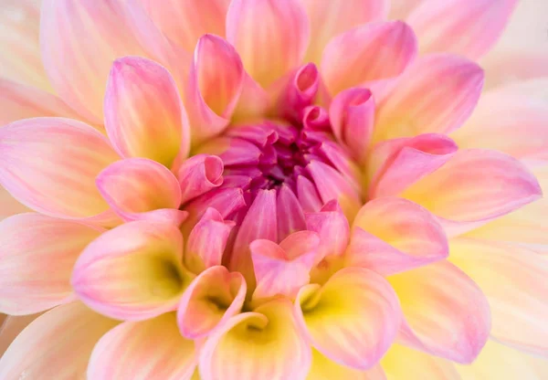 Färgglada Dahlia Blomma Med Morgon Dagg Droppar Stockbild
