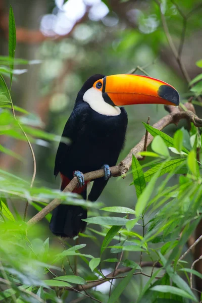 Tucano Colorato Natura Immagine Stock