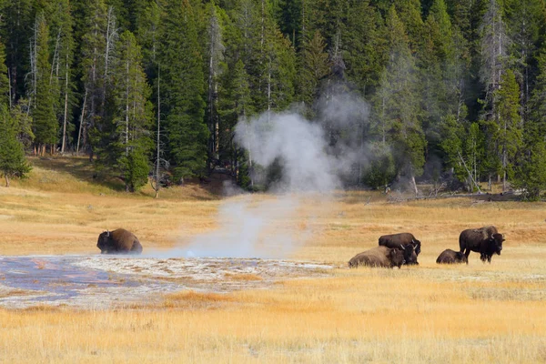 Bison Nel Parco Nazionale Yellowstone Wyoming Stati Uniti Foto Stock Royalty Free