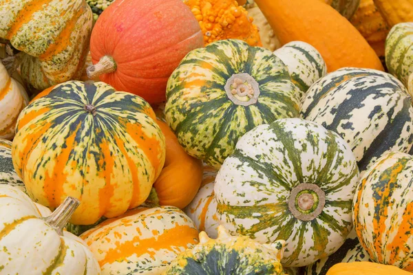 Collection Citrouilles Colorées Sur Marché Automne — Photo