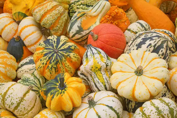 Colorful Pumpkins Collection Autumn Market — Stock Photo, Image