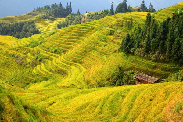 Longsheng Rice Terasları (Dragon 's Backbone) Çin' in Guilin şehrinden yaklaşık 100 km (62 mi) uzaklıkta, Longsheng County 'de bulunmaktadır.