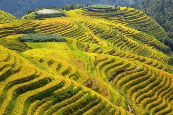 Longsheng Rice Terasları (Dragon 's Backbone) Çin' in Guilin şehrinden yaklaşık 100 km (62 mi) uzaklıkta, Longsheng County 'de bulunmaktadır.