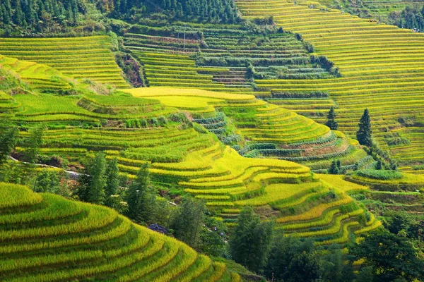 Longsheng Rice Terraces Dragon Backbone Ook Bekend Als Longji Rice — Stockfoto